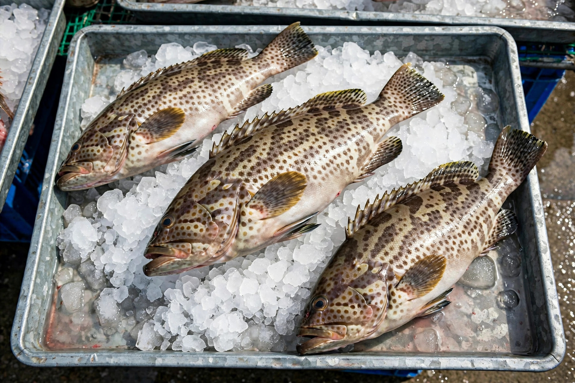 🐟 Cá mú đỏ